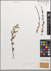 Foto von Salix caprea L. x Salix purpurea L.